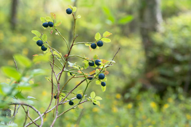 berries and leaves of wild blueberries in the forest and on the plane a lot of ripe delicious juicy blueberries and foliage and leaves of different colors in the forest blueberry autumn bush northblue blueberry stock pictures, royalty-free photos & images