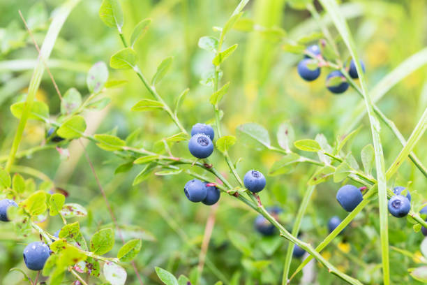 berries and leaves of wild blueberries in the forest and on the plane a lot of ripe delicious juicy blueberries and foliage and leaves of different colors in the forest blueberry autumn bush northblue blueberry stock pictures, royalty-free photos & images
