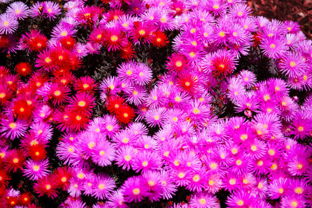 istock Pink and Red Flowers 1359732947