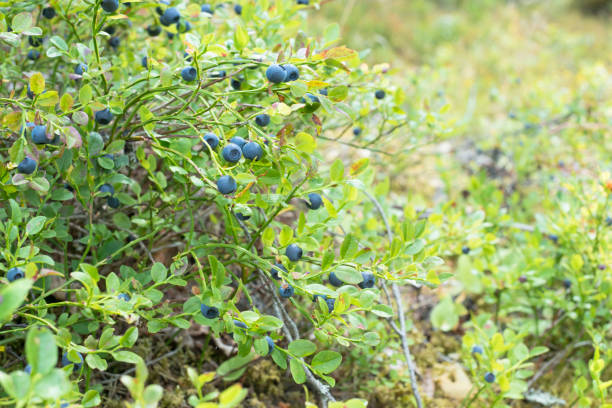 berries and leaves of wild blueberries in the forest and on the plane a lot of ripe delicious juicy blueberries and foliage and leaves of different colors in the forest blueberry autumn bush northblue blueberry stock pictures, royalty-free photos & images