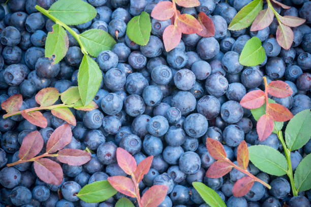 berries and leaves of wild blueberries in the forest and on the plane a lot of ripe delicious juicy blueberries and foliage and leaves of different colors in the forest blueberry autumn bush northblue blueberry stock pictures, royalty-free photos & images