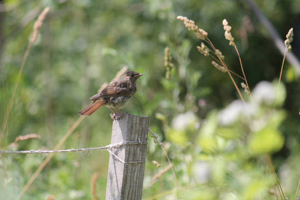 Fledgling Common redstart (Phoenicurus phoenicurus) in wild nature Fledgling Common redstart (Phoenicurus phoenicurus) in wild nature fledging stock pictures, royalty-free photos & images