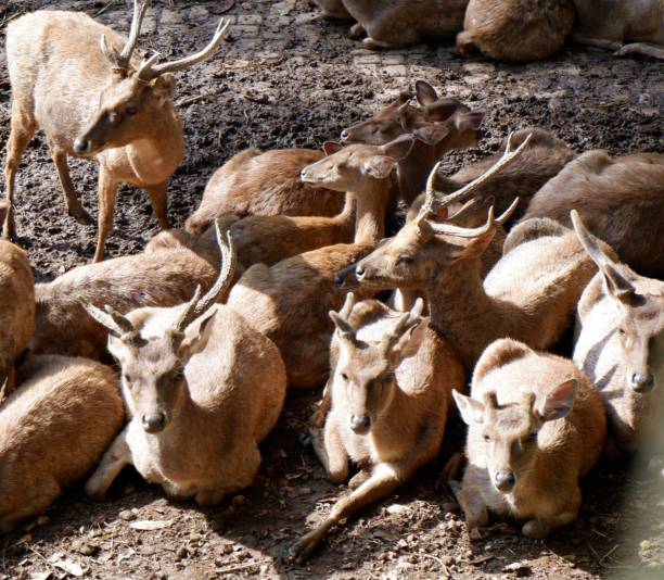 istock Young deers sitting in the nature captivity 1359735220
