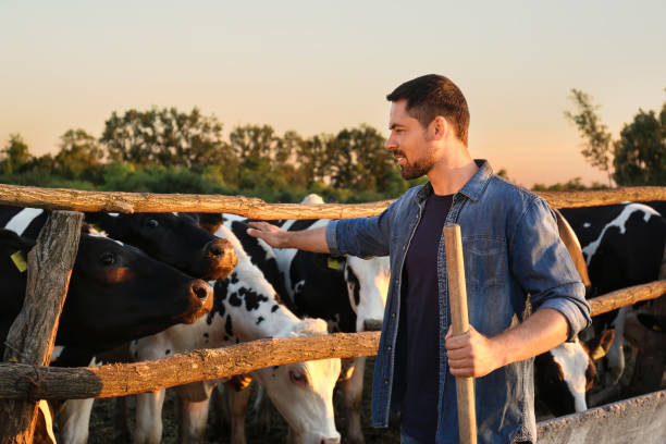 農場で牛のペンの近くにシャベルを持つ労働者。畜産 - confined space ストックフォトと画像