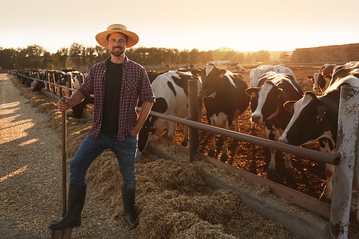 Trabajador con pala cerca del corral de vacas en la granja. Ganadería photo
