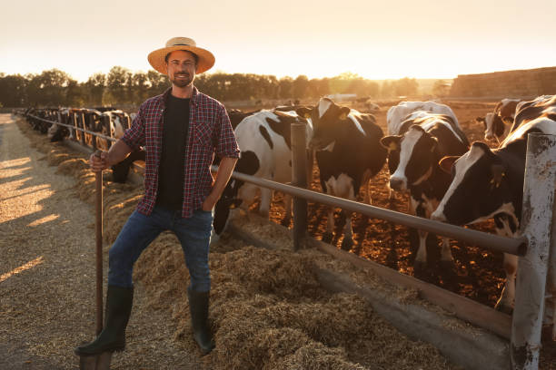 trabajador con pala cerca del corral de vacas en la granja. ganadería - animal husbandry fotografías e imágenes de stock