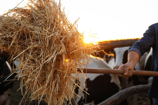 Man with shovel working on farm, closeup. Animal husbandry Man with shovel working on farm, closeup. Animal husbandry ukrainian village stock pictures, royalty-free photos & images