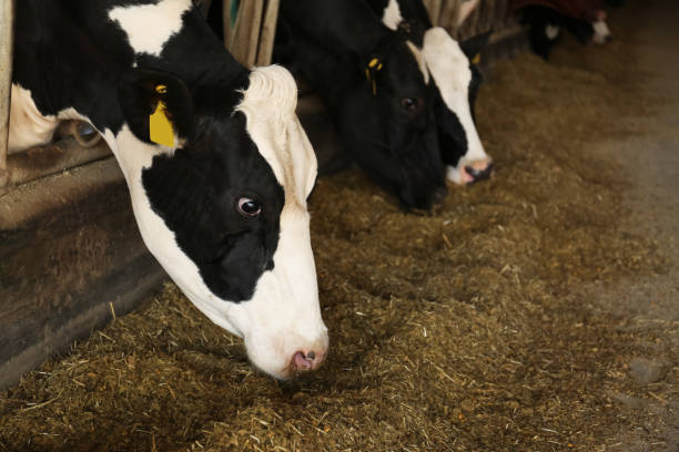 istock Pretty cows eating hay on farm. Animal husbandry 1359737155