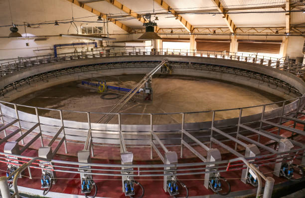 istock Automated rotary milking parlor. Modern dairy farm 1359737174