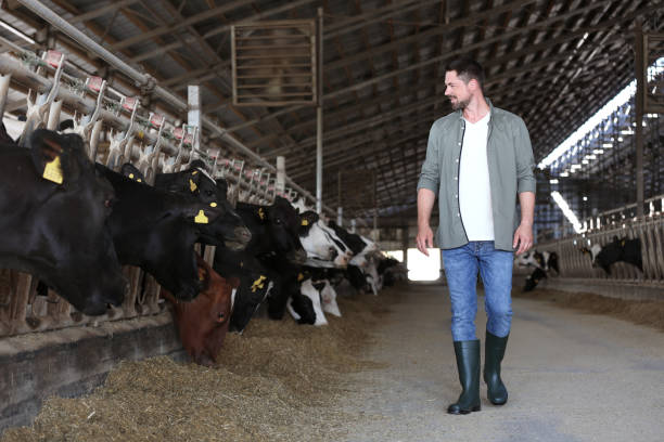 istock Man in cowshed on farm. Animal husbandry 1359737211