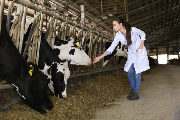 profesjonalny weterynarz i krowy w gospodarstwie. hodowla zwierząt - chow domestic animals animal beautiful zdjęcia i obrazy z banku zdjęć