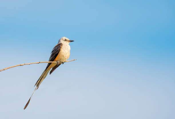 Scissor Tailed Flycatcher sitting on a branch in Texas