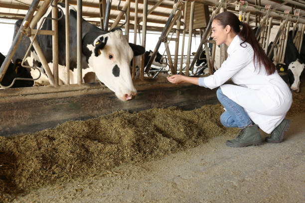 profesjonalny weterynarz karmiący krowę sianem w gospodarstwie. hodowla zwierząt - chow domestic animals animal beautiful zdjęcia i obrazy z banku zdjęć