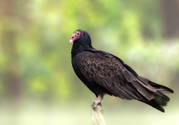 istock Turkey Vulture perched on a tree in Florida 1359737274