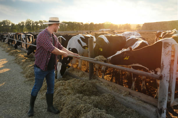 istock Worker feeding cows with hay on farm. Animal husbandry 1359737317