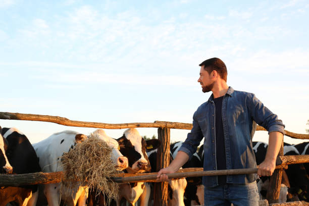 istock Worker feeding cows with hay on farm. Animal husbandry 1359737318