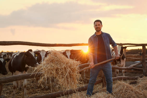 Worker feeding cows with hay on farm. Animal husbandry