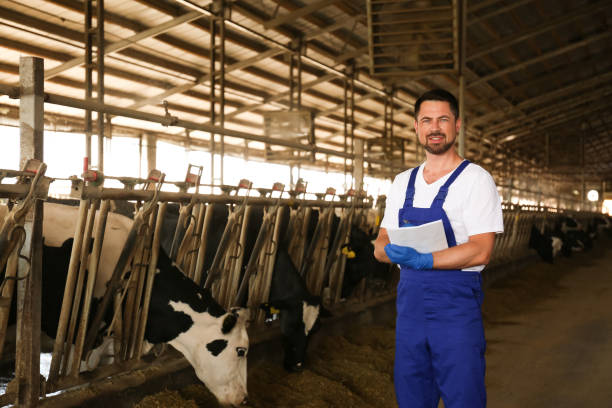 istock Worker with notes in cowshed on farm. Animal husbandry 1359737371