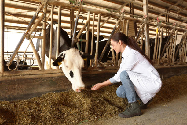 profesjonalny weterynarz karmiący krowę sianem w gospodarstwie. hodowla zwierząt - chow domestic animals animal beautiful zdjęcia i obrazy z banku zdjęć