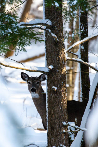 istock White-tailed deer  (odocoileus virginianus) standing in a snow covered forest in Wisconsin 1359739185