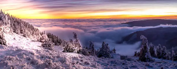 Scenic landscape with spruce trees covered with rime after sunset, view from a mounatin range to the valley filled with fog and low clouds during temperature inversion. Jeseniky.Czech republic.