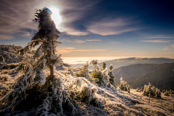 istock Scenic landscape with spruce trees covered with rime 1359740898