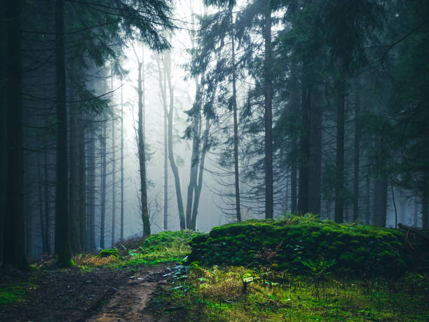 istock Mysterious foggy forest 1359740951