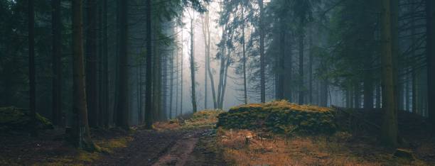 istock Mysterious foggy forest 1359741043
