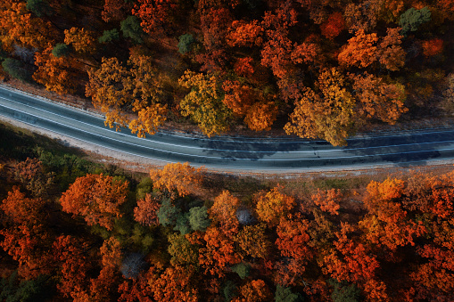 Aerial view of a rural paved road through the woods. Yellow autumn trees and grass. Wonderful autumn landscape at sunset. Nature.