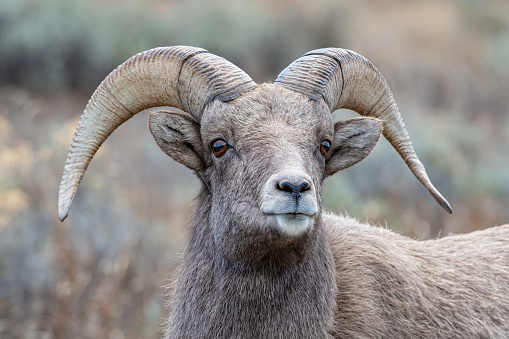 The bighorn sheep (Ovis canadensis) is a species of sheep native to North America. It is named for its large horns. Grand Teton National Park, Wyoming. Male.