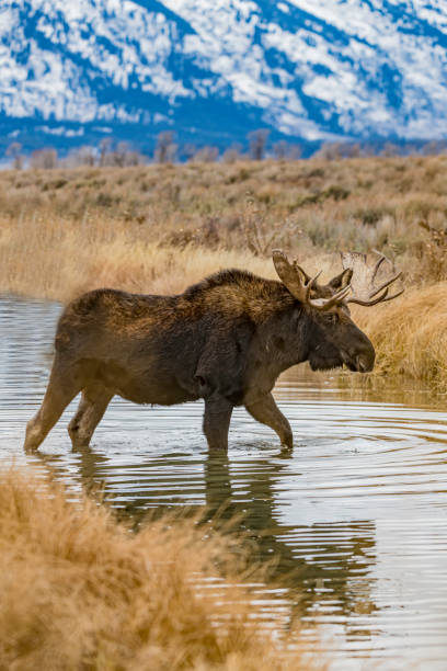 The moose  (Alces alces) is a member of the New World deer subfamily and is the largest and heaviest extant species in the deer family. Grand Teton National Park, Wyoming. In a small stream eating and walking. The moose  (Alces alces) is a member of the New World deer subfamily and is the largest and heaviest extant species in the deer family. Grand Teton National Park, Wyoming. In a small stream eating and walking. alces alces gigas stock pictures, royalty-free photos & images