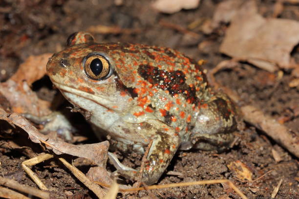 istock the common spadefoot, garlic toad, the common spadefoot toad, and the European common spadefoot (Pelobates fuscusú in a natural habitat 1359743865