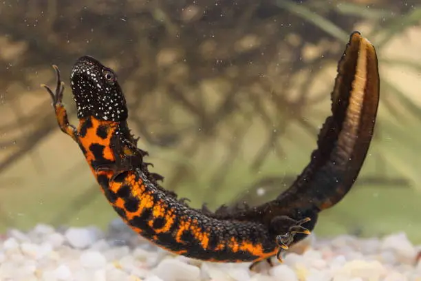 The Danube crested newt or Danube newt (Triturus dobrogicus) male in natural habitat underwater