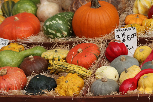 ornamental pumpkins on display and sale