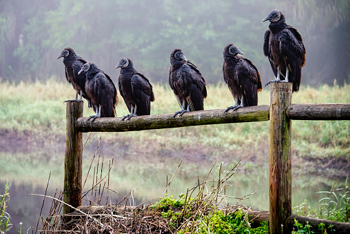 Six American black vulture birds sitting on old wooden fence in swamp land. Florida USA North America