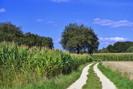 dirt road,fields,trees and meadows under a blue sky in summer