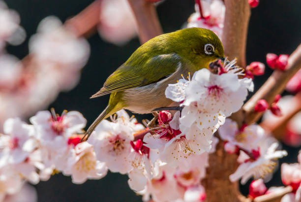 istock White-eye and plum blossom in Japan 1359746710