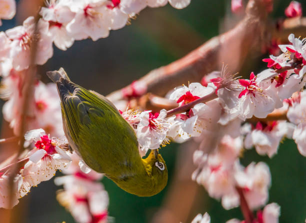 istock White-eye and plum blossom in Japan 1359746715