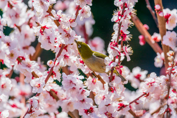 istock White-eye and plum blossom in Japan 1359746764