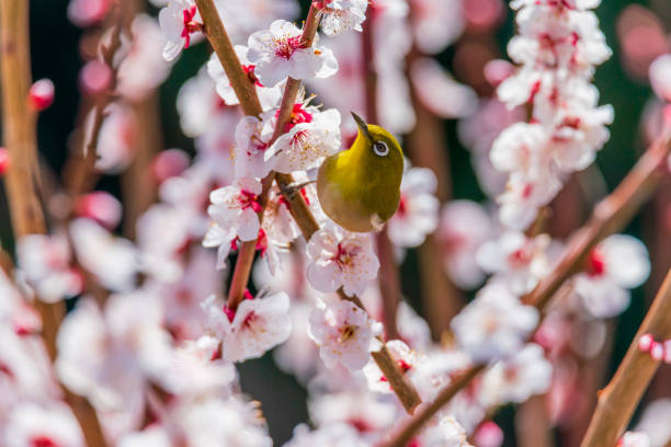 istock White-eye and plum blossom in Japan 1359746769
