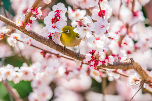 White-eye and plum blossom in Japan