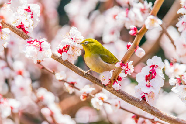 istock White-eye and plum blossom in Japan 1359746786
