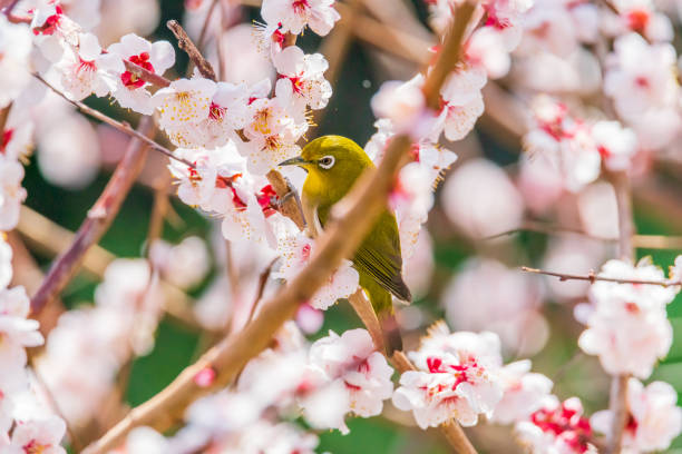 istock White-eye and plum blossom in Japan 1359746793