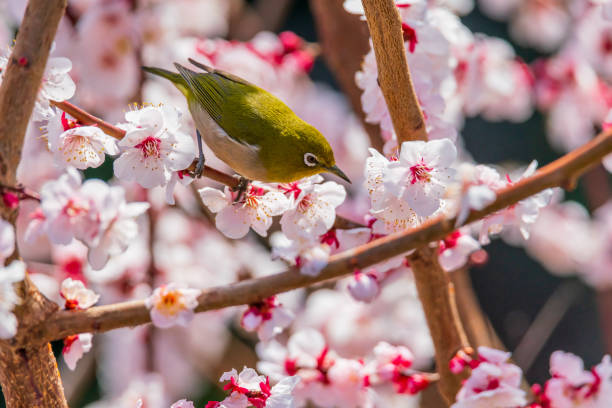 istock White-eye and plum blossom in Japan 1359746799