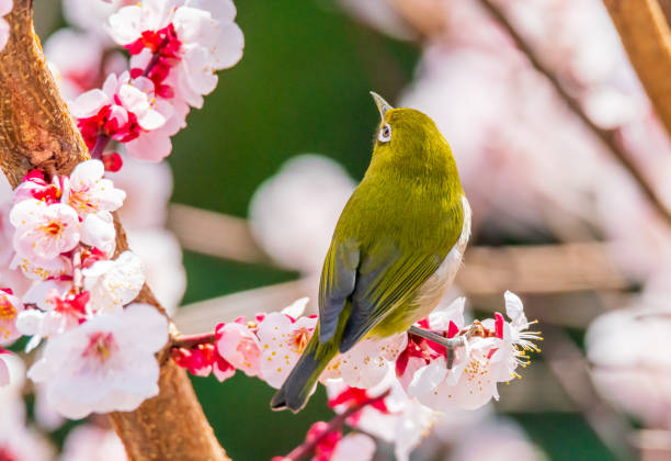 White-eye and plum blossom in Japan