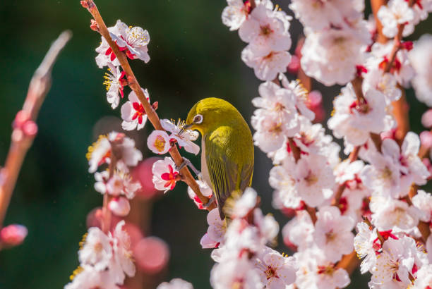 istock White-eye and plum blossom in Japan 1359746822
