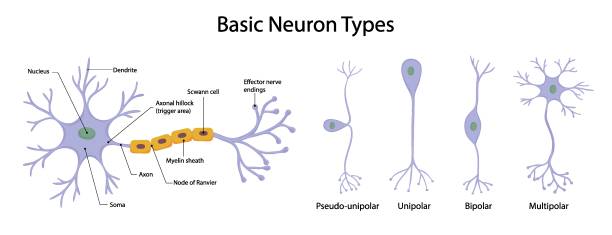 illustrazioni stock, clip art, cartoni animati e icone di tendenza di tipi di neuroni isolati su sfondo bianco in stile cartone animato - nerve cell illustrations