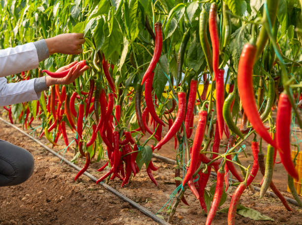 istock Red chili peppers in vegetable garden 1359749105