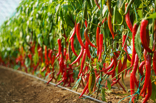 Red chili peppers in vegetable garden