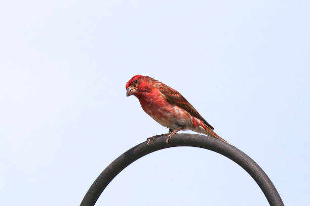 Side view of a brown finch with a seed in its beak perched at a feeder, isolated against a deep black backdrop—ideal for wildlife, nature, and birdwatching themes.